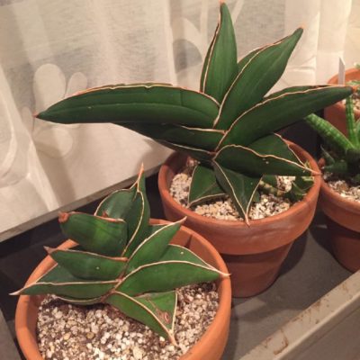 Photo by yukalitaさん@GreenSnap 