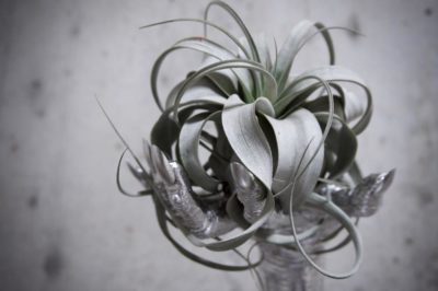 Photo by K.Mamboさん@GreenSnap 