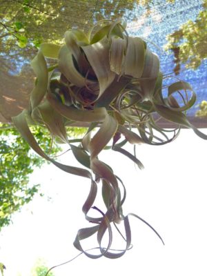 Photo by kokessierさん@GreenSnap 