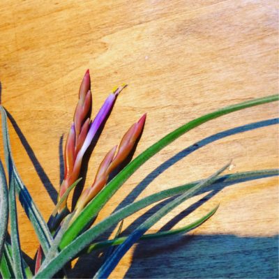 チランジア カプトメデューサエの育て方を徹底解説 Greensnap グリーンスナップ チランジア カプトメデューサエの育て方を徹底解説 Greensnap グリーンスナップ