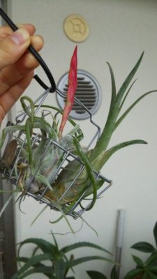 チランジア カプトメデューサエの育て方を徹底解説 Greensnap グリーンスナップ チランジア カプトメデューサエの育て方を徹底解説 Greensnap グリーンスナップ