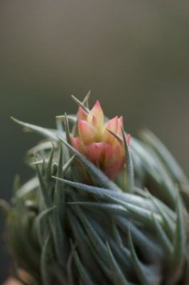 Photo by atq0701さん@GreenSnap 