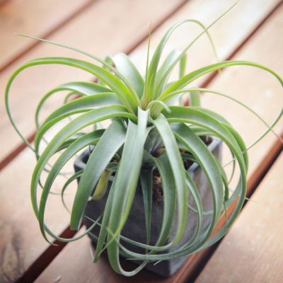 Photo by シンタロウさん@GreenSnap 