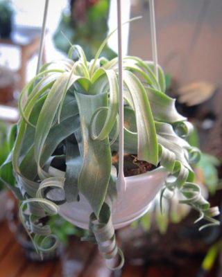 Photo by シンタロウさん@GreenSnap 