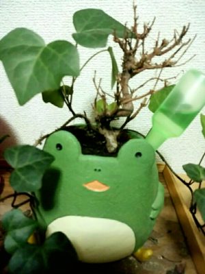 Photo by のぞみさん@GreenSnap 