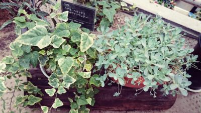 Photo by さとちゃんまんさん@GreenSnap 