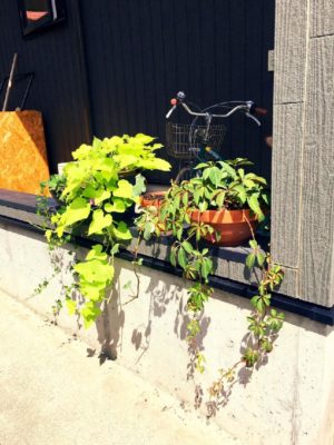 Photo by ハチコさん@GreenSnap 