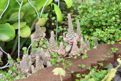 Photo by asamiさん@GreenSnap 