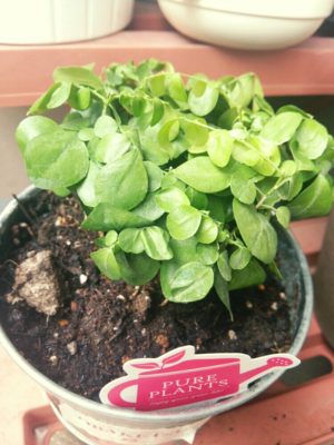 Photo by べるさん@GreenSnap 