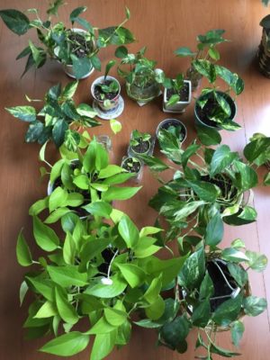 Photo by ゴマさん@GreenSnap