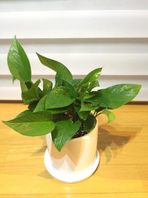 Photo by HAMMERさん@GreenSnap