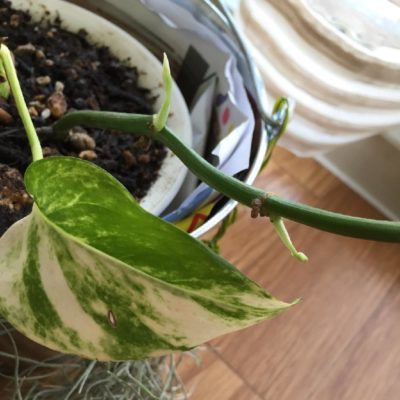 Photo by bioraさん@GreenSnap