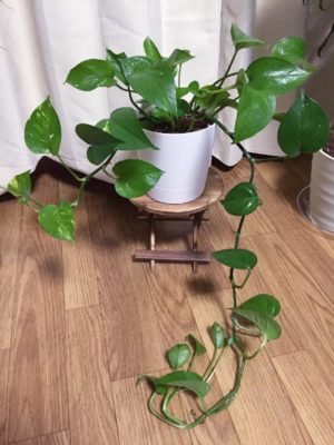 Photo by しぃ｡:°ஐ♡*さん@GreenSnap