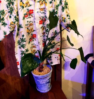 Photo by 小川 陽子さん@GreenSnap