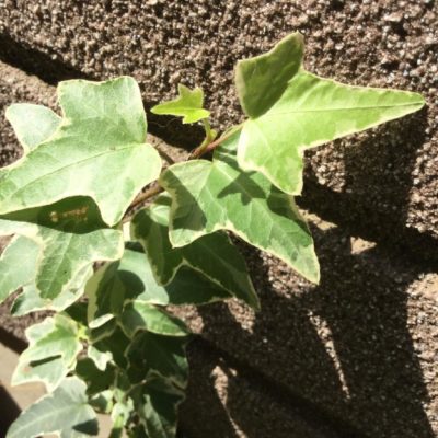 Photo by 自然大好きさん@GreenSnap