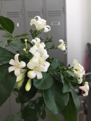 Photo by ikaQさん@GreenSnap