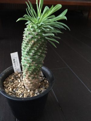 Photo by 華さん@GreenSnap