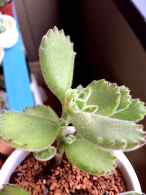 Photo by hanakita875さん@GreenSnap