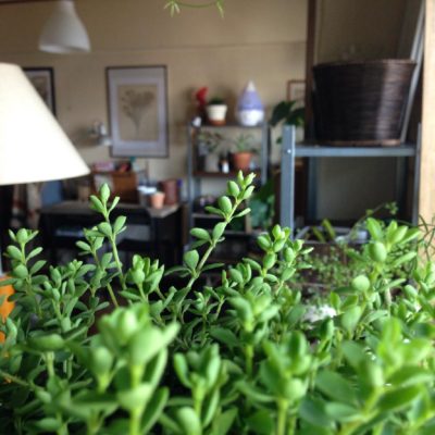 Photo by hittonさん@GreenSnap