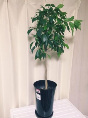 安い!100円均一で買える観葉植物!｜?GreenSnap（グリーンスナップ）