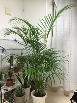 Photo by ヤエグリーンさん@GreenSnap