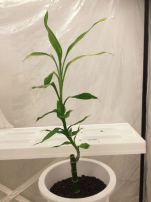 Photo by ヤエグリーンさん@GreenSnap