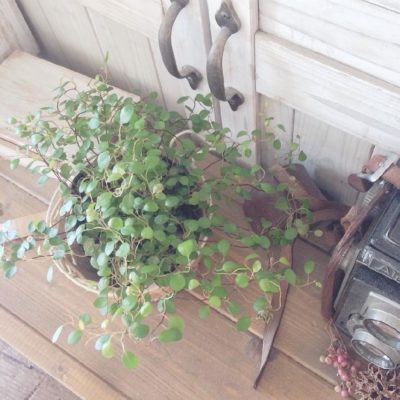 Photo by ai.さん@GreenSnap