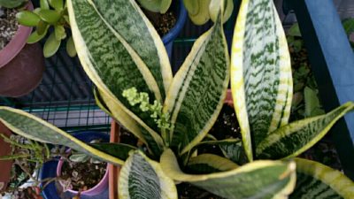 Photo by 響くんママさん@GreenSnap