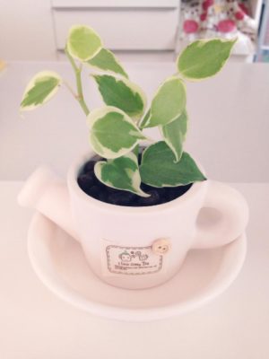 Photo by trrsさん@GreenSnap