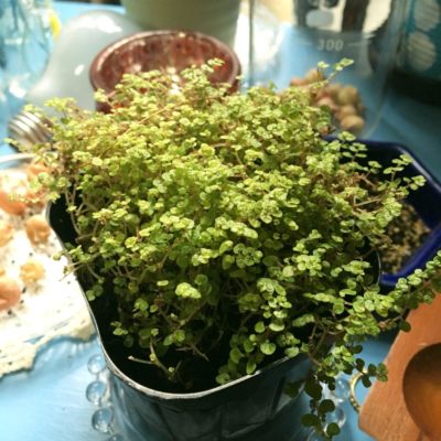 Photo by あなぐまさん@GreenSnap