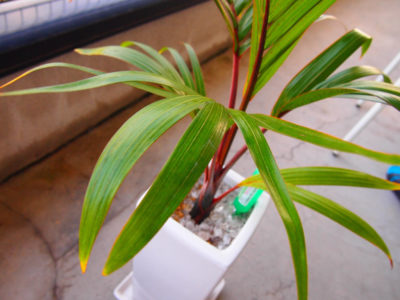 Photo by keikoさん@GreenSnap