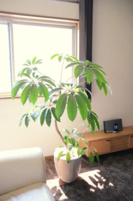 Photo by triowoodさん@GreenSnap