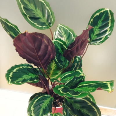 Photo by まふちゃんさん@GreenSnap