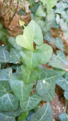 1474695388574_sample