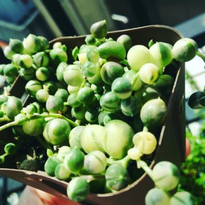 Photo by ナッチさん@GreenSnap