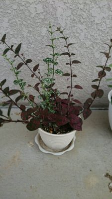 Photo by rocco*441さん@GreenSnap