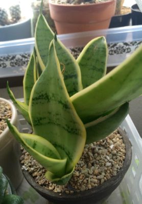 Photo by megumiさん@GreenSnap