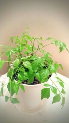 Photo by ayaさん@GreenSnap