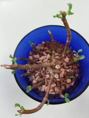 Photo by honeybeeさん@GreenSnap