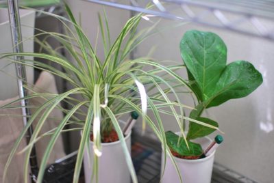 Photo by bananaさん@GreenSnap