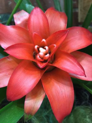 Photo by みみゆさん@GreenSnap