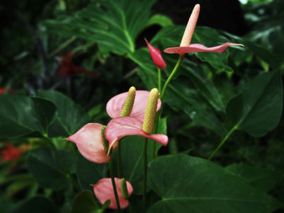 Photo by Je suis…さん@GreenSnap