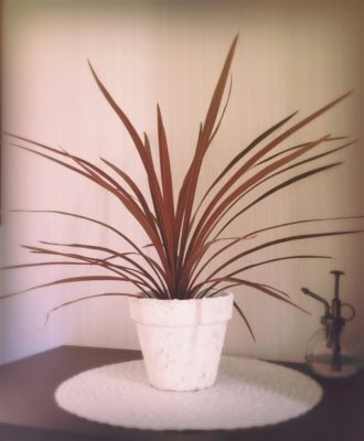 Photo by *akko*さん@GreenSnap