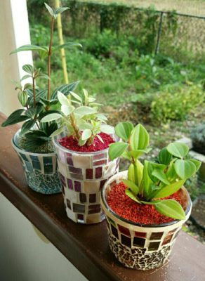 Photo by RosarioBianco さん@GreenSnap