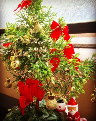 クリスマスシーズンにおすすめの観葉植物 Greensnap グリーンスナップ