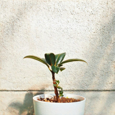 Photo by おはるはるさん@GreenSnap