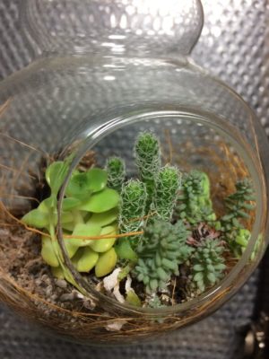 観葉植物をガラスのケースに入れて楽しむ、テラリウムの世界  