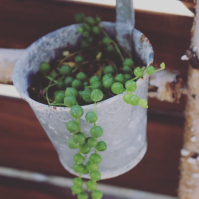 Photo by しもさん@GreenSnap