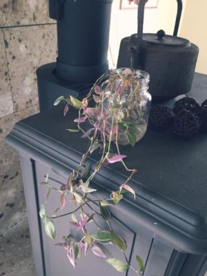 Photo by まるみさん@GreenSnap