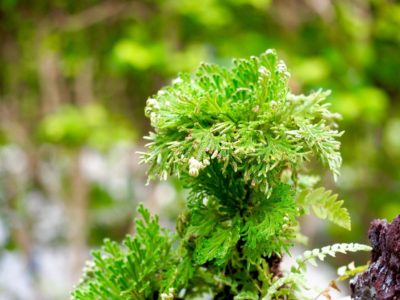 Photo by Tenさん@GreenSnap